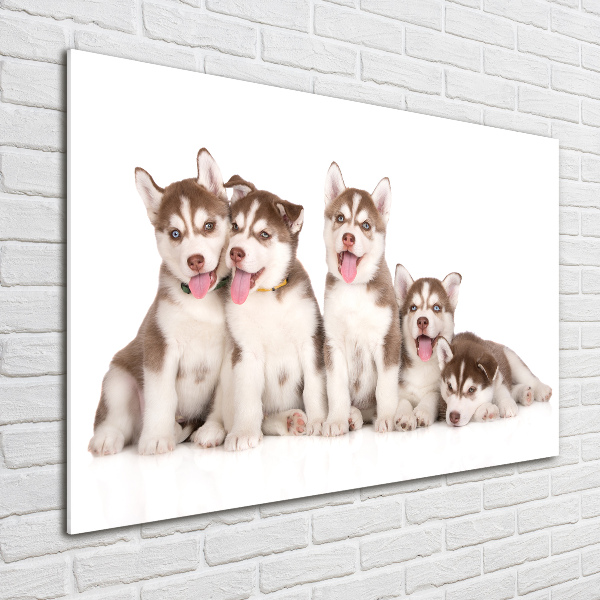 Foto in plexiglas Husky-puppy's