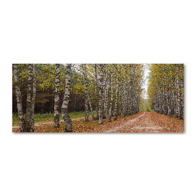 Foto op plexiglas Berkenlaan