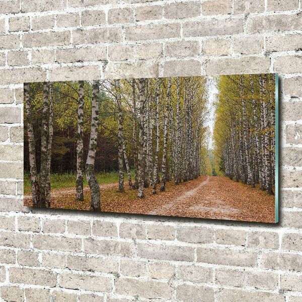 Foto op plexiglas Berkenlaan