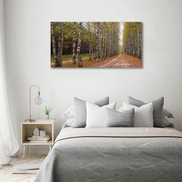 Foto op plexiglas Berkenlaan