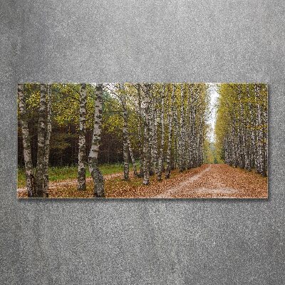 Foto op plexiglas Berkenlaan