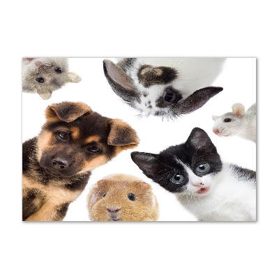 Schilderij op acrylglas Huisdieren