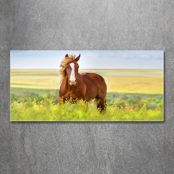 Foto op plexiglas Bruin paard