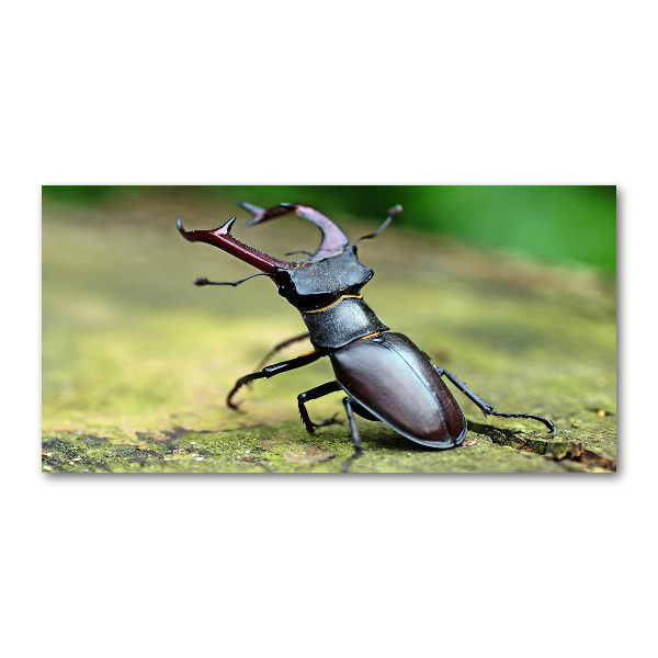 Plexiglas foto Kever
