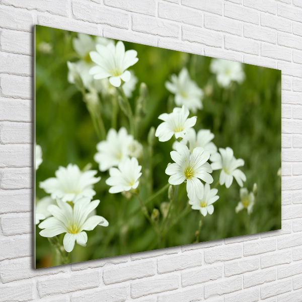 Foto in plexiglas Lentebloemen