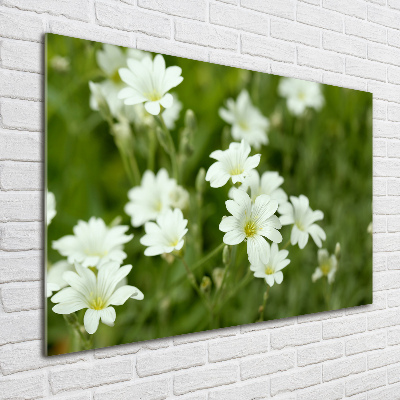 Foto in plexiglas Lentebloemen