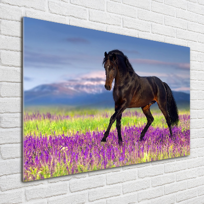 Foto op plexiglas Een paard in een lavendelveld