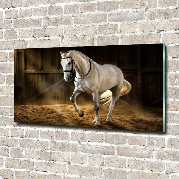 Foto plexiglas Wit paard in de stal