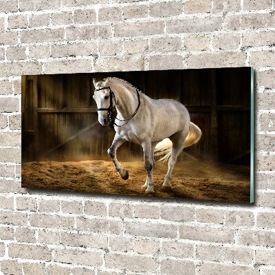 Foto plexiglas Wit paard in de stal