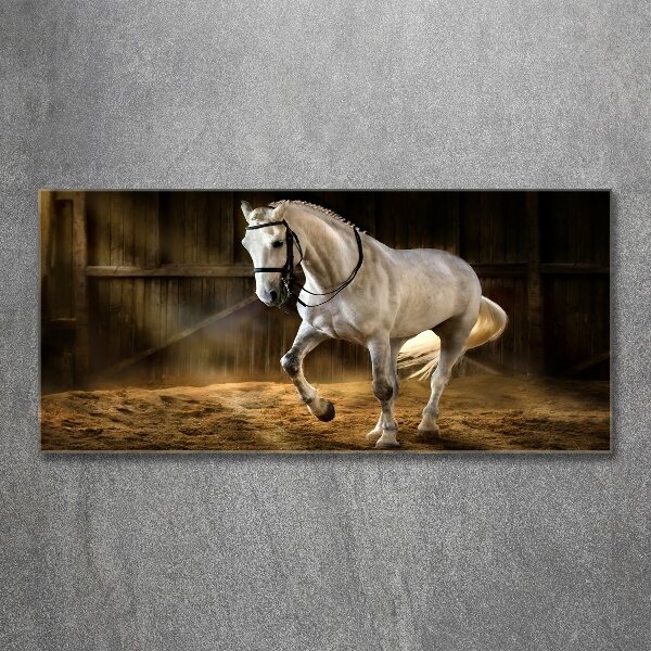 Foto plexiglas Wit paard in de stal