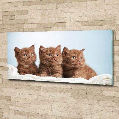 Foto op plexiglas Kittens op een handdoek