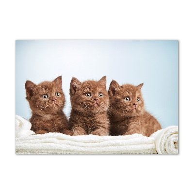 Foto op plexiglas Kittens op een handdoek