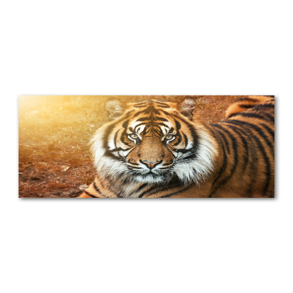 Foto plexiglas Bengaalse tijger