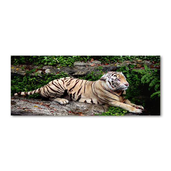 Foto op plexiglas Tijger op een rots