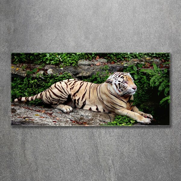 Foto op plexiglas Tijger op een rots