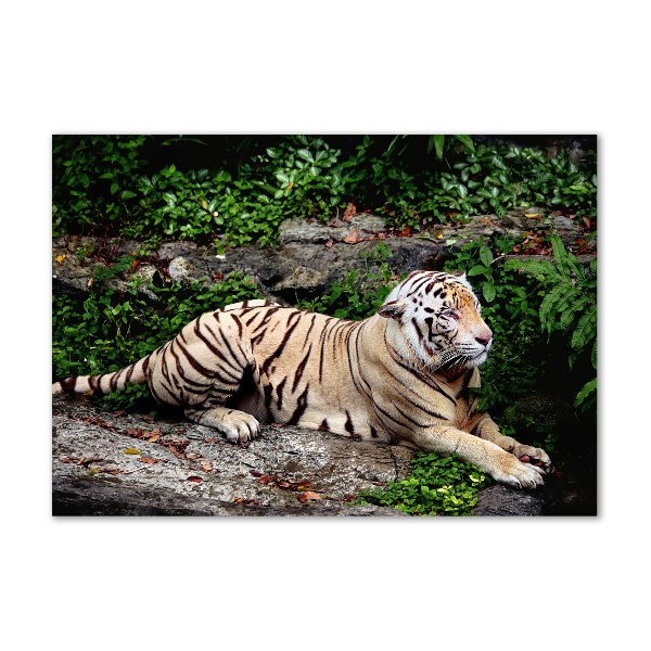 Foto op plexiglas Tijger op een rots