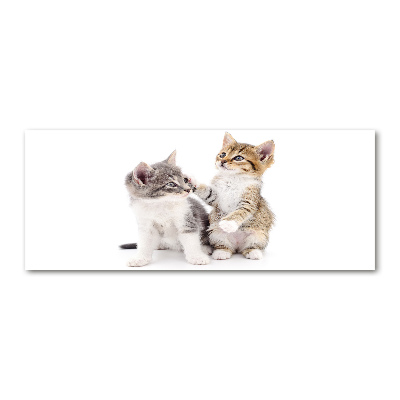 Plexiglas foto Twee kleine katjes