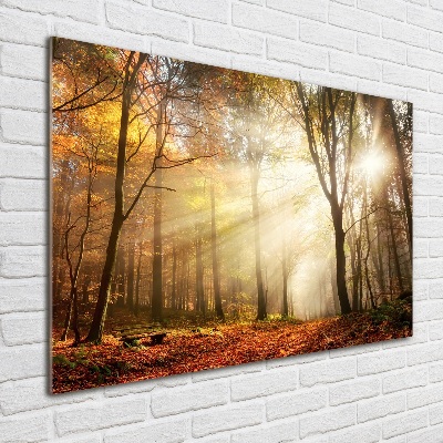 Schilderij op acrylglas Mist in het bos