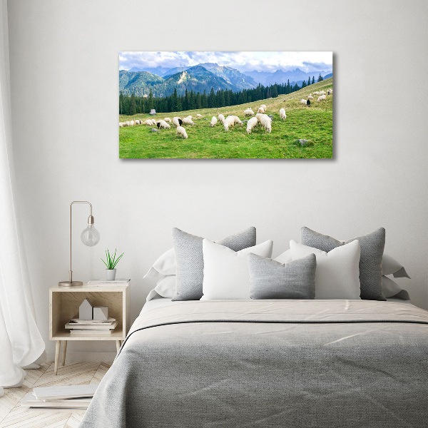 Foto op plexiglas Schapen in het Tatragebergte