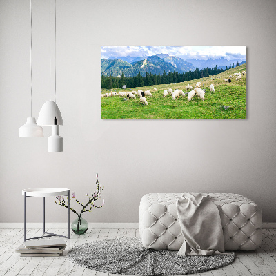 Foto op plexiglas Schapen in het Tatragebergte