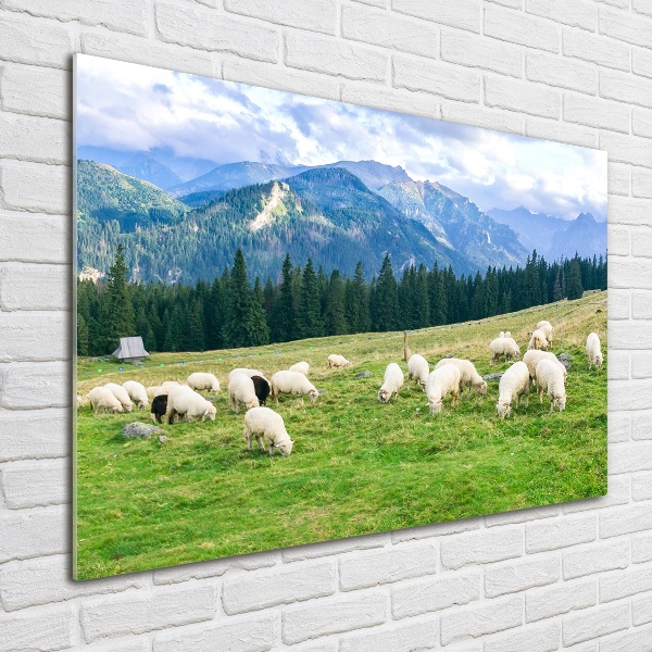 Foto op plexiglas Schapen in het Tatragebergte