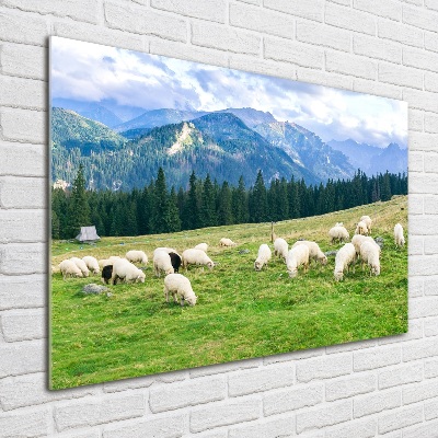 Foto op plexiglas Schapen in het Tatragebergte