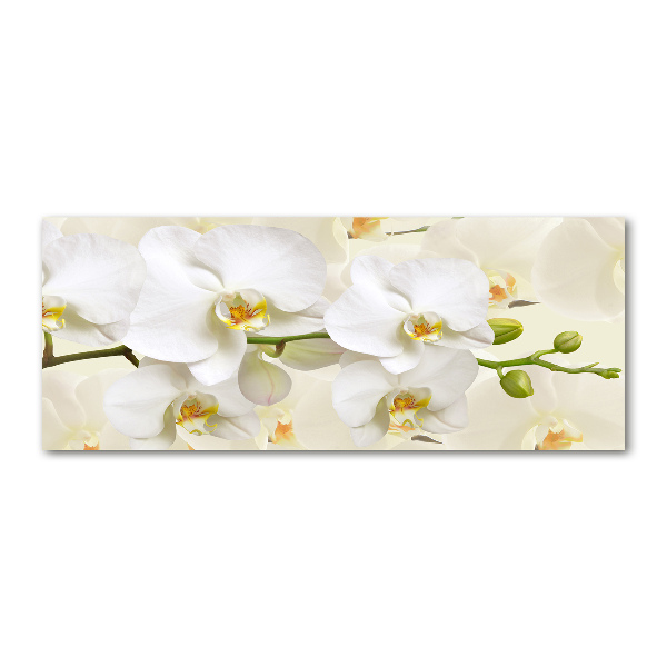 Foto plexiglas Orchidee