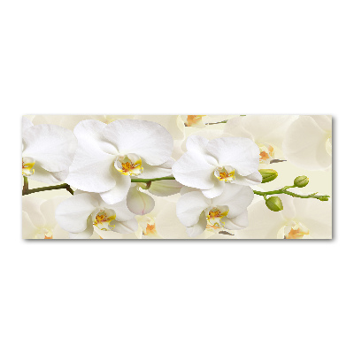 Foto plexiglas Orchidee