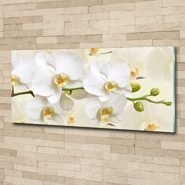 Foto plexiglas Orchidee
