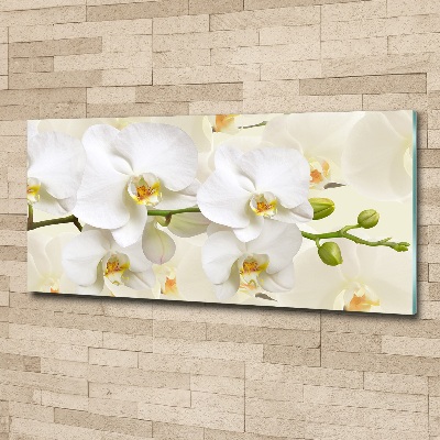 Foto plexiglas Orchidee
