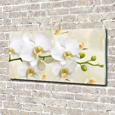 Foto plexiglas Orchidee