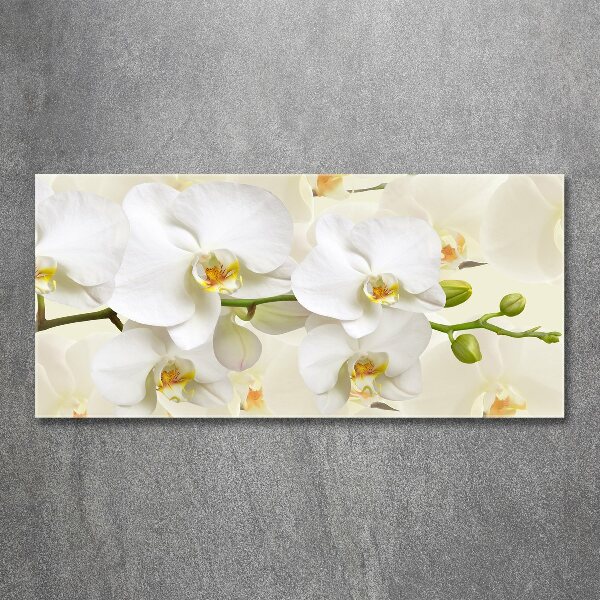 Foto plexiglas Orchidee