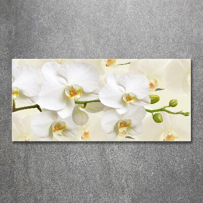 Foto plexiglas Orchidee
