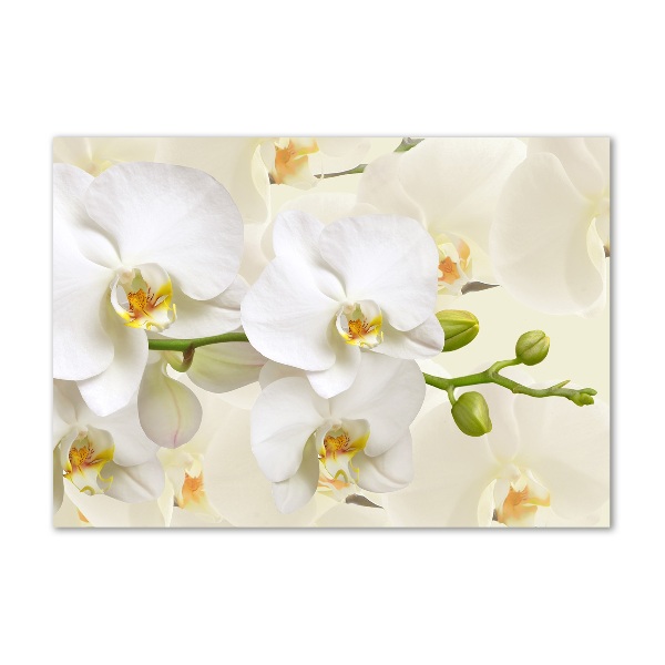 Foto plexiglas Orchidee