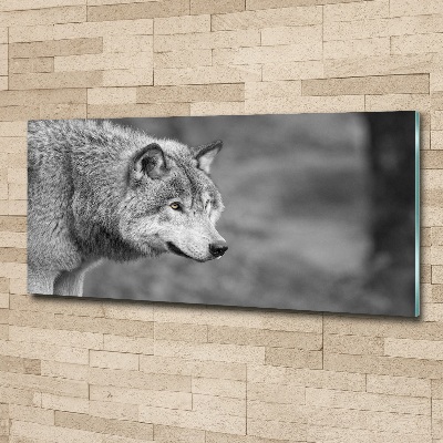 Plexiglas schilderij Grijze wolf