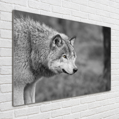 Plexiglas schilderij Grijze wolf