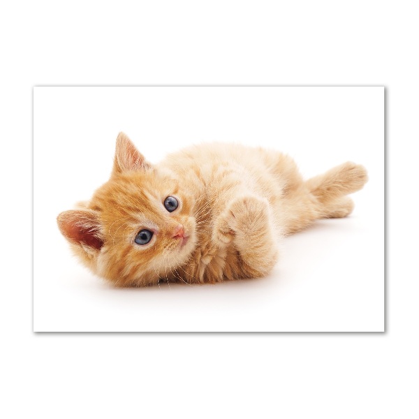 Foto op plexiglas Gemberkat