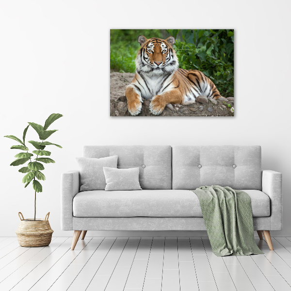 Foto plexiglas Siberische tijger