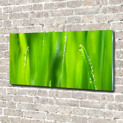 Plexiglas schilderij Jonge haver