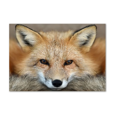 Foto in plexiglas Vos