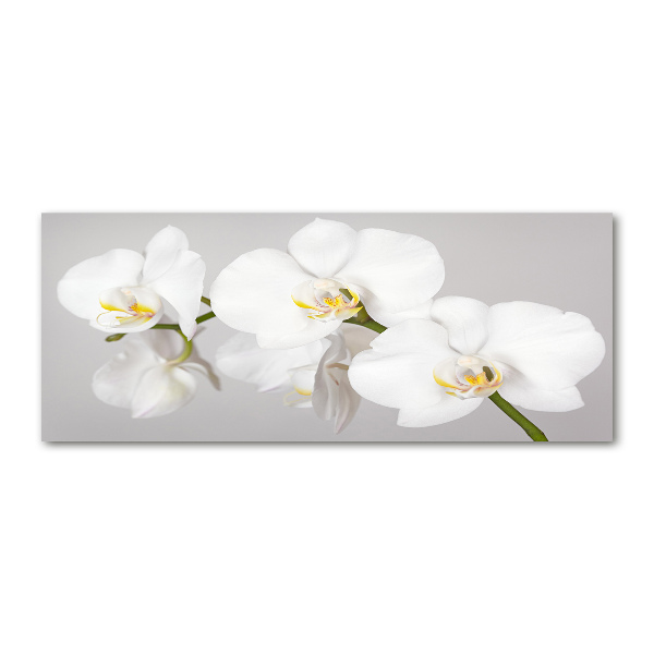Plexiglas foto Orchidee