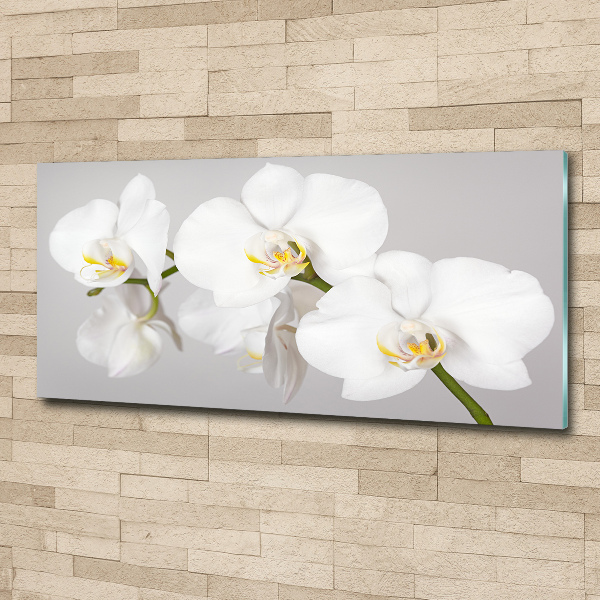 Plexiglas foto Orchidee