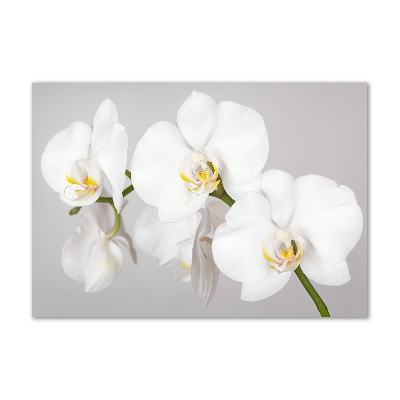 Plexiglas foto Orchidee