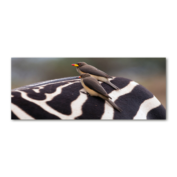Schilderij op acrylglas Vogels en zebra's