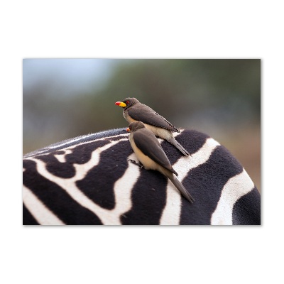 Schilderij op acrylglas Vogels en zebra's