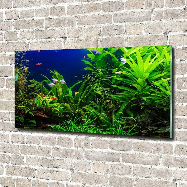 Schilderij op acrylglas Vissen in het aquarium