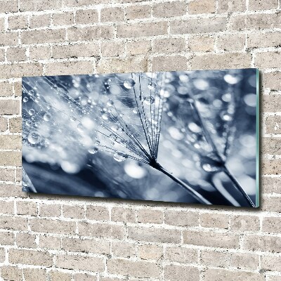 Foto plexiglas Paardenbloemzaden