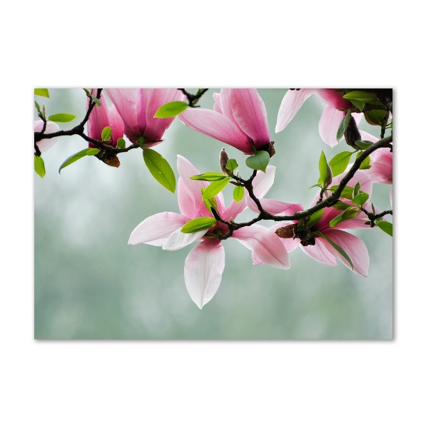 Plexiglas schilderij Magnolia