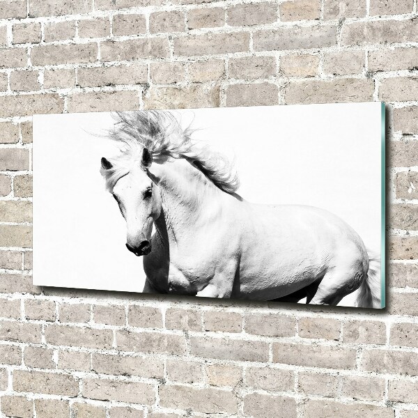 Foto op plexiglas Wit paard