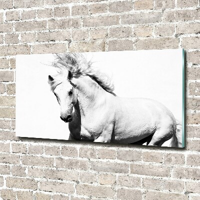 Foto op plexiglas Wit paard